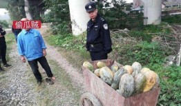 魏县网红吃瓜事件真相揭秘,揭秘背后真相与争议
