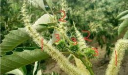 崩铁藿藿最新爆料,揭秘游戏背后不为人知的秘密