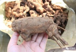 白术背景故事爆料最新,从神秘仙草到传奇医师的蜕变之路