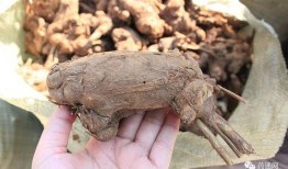 白术背景故事爆料最新,从神秘仙草到传奇医师的蜕变之路