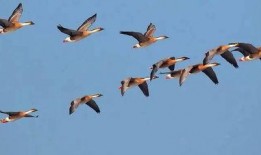 大雁绿姐娱记爆料视频大全,娱乐圈幕后真相大揭秘