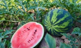 河南新瓜爆料是真的吗视频,视频真相揭秘