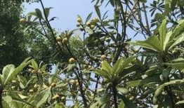 崩铁藿藿最新爆料,揭秘游戏背后不为人知的秘密