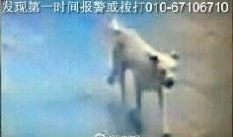 疯狗 在线观看,在线惊悚悬疑，揭秘疯狂世界