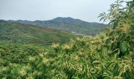 崩铁藿藿最新爆料,揭秘游戏背后不为人知的秘密