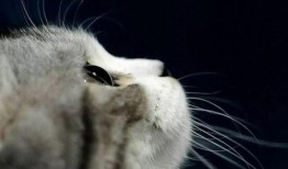 娱乐吃瓜酱小猫民宿,娱乐吃瓜酱的温馨食宿之旅