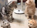 娱乐吃瓜酱小猫民宿,娱乐吃瓜酱的温馨食宿之旅
