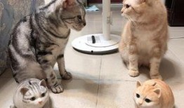 娱乐吃瓜酱小猫民宿,娱乐吃瓜酱的温馨食宿之旅