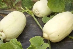 潍坊吃瓜最新爆料视频,最新爆料视频曝光惊人内幕